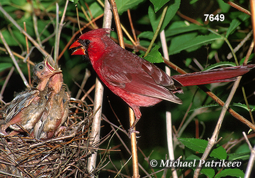 Northern Cardinal (Cardinalis cardinalis)